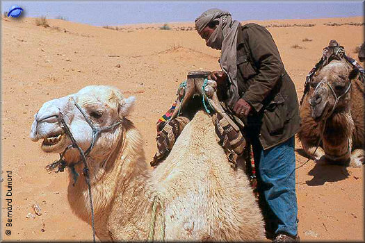 Preparing a little mehari trip