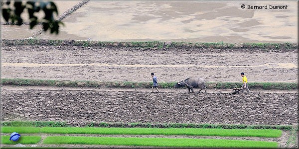 Ba Bể National Park, ploughing in a paddy field