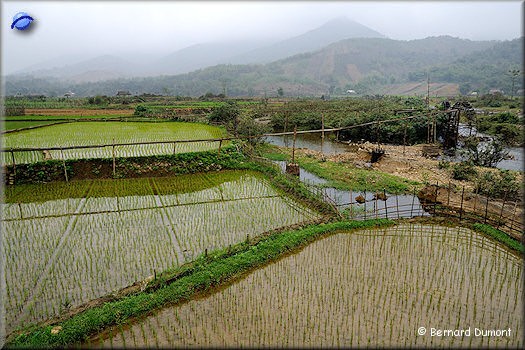 Paddy fields irrigated by water wheels made of bamboo