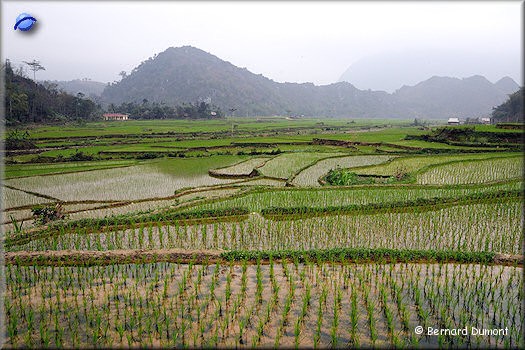 Pu Luong nature reserve, paddy fields