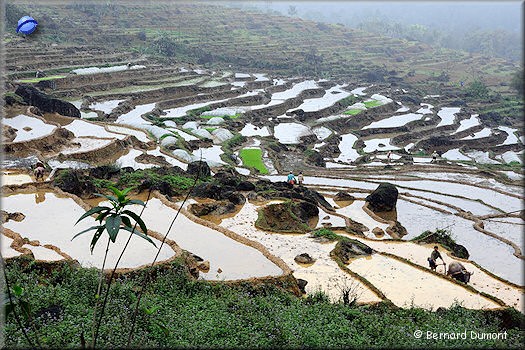 Pu Luong nature reserve, paddy fields