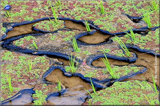 Pu Luong nature reserve, paddy fields