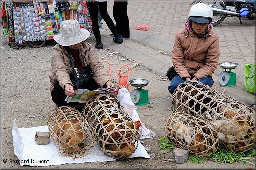 Dog and hens on a market