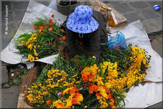 Hội An, flower market