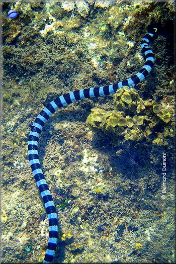Striped snake near Whale Island