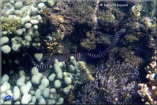 Striped moray eel near Whale Island