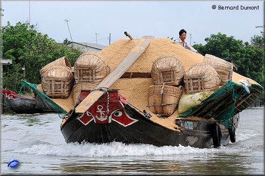 Transportation of rice husk on Mekong River