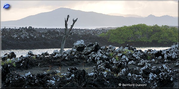 (Isabela) Islets "Las Tintoreras", south of Isabela