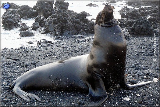 (Isabela, Las Tintoreras) Galápagos sea lion