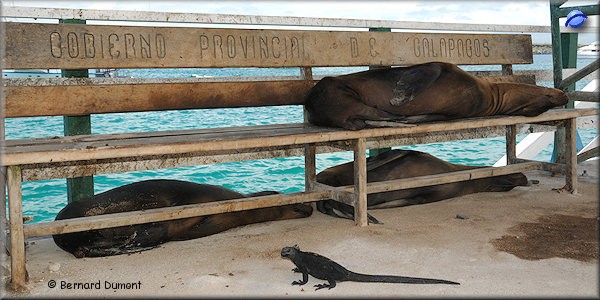 (Baltra) Sea lions and iguana