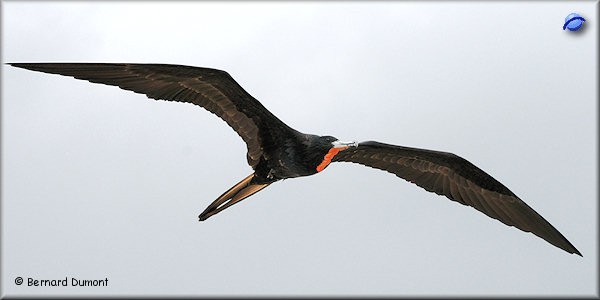 Male frigatebird