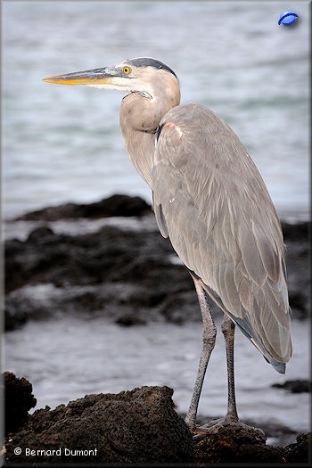 (Santa Cruz, Las Bachas) Great blue heron