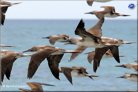 (Santa Cruz, Las Bachas) Blue-footed boobies flight