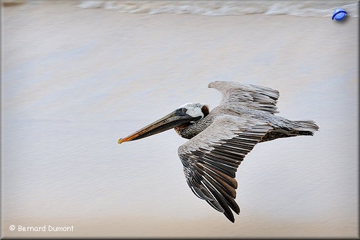 (Santa Cruz, Las Bachas) Hedgehopping pelican