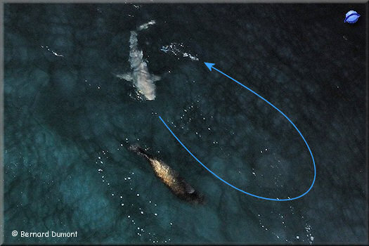 Night hunting : shark chasing after a sea lion chasing after a flying fish