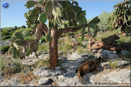 (Plaza Sur) Sea lions in the shade of cacti