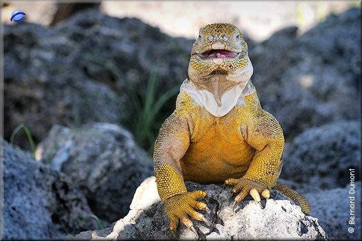 (Plaza Sur) Galápagos land iguana