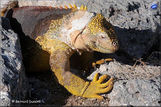 (Plaza Sur) Galápagos land iguana