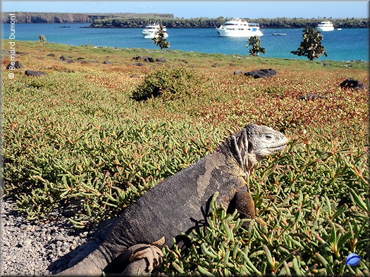 (Plaza Sur) Galápagos land iguana