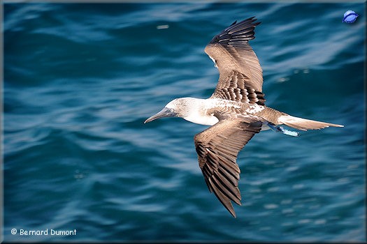 (Plaza Sur) Blue-footed booby (Sula nebouxii)