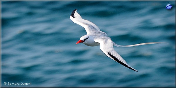 (Plaza Sur) Red-billed tropicbird