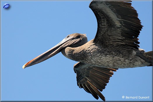 (Plaza Sur) Pelican