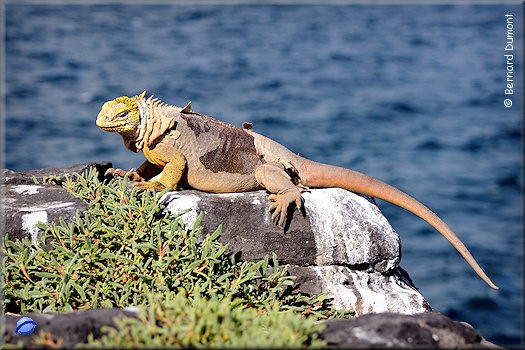 (Plaza Sur) Galápagos land iguana