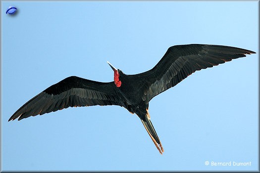 Frigatebird