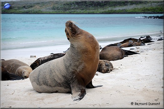 (Santa Fe) Sea lions