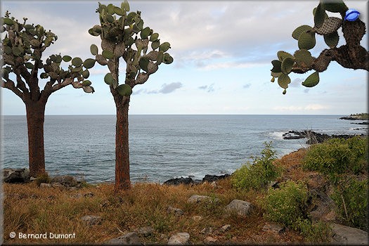 (Santa Fe) Galápagos cactus (Opuntia galapageia)