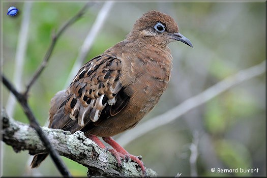 (Santa Fe) Galápagos dove (Zenaida galapagoensis)