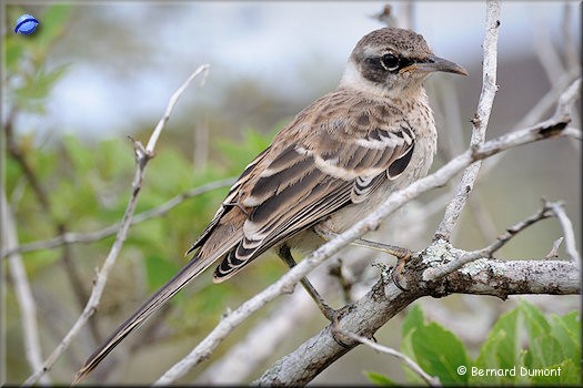 (Santa Fe) Galápagos mockingbird (Mimus parvulus)