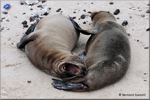 (Santa Fe) Sea lions