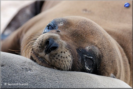 (Santa Fe) Sea lion