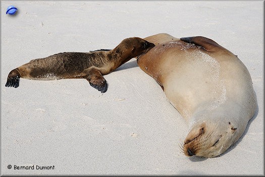 (Española, Gardner Bay) Sea lions