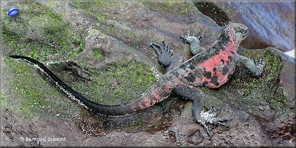 (Española, Gardner Bay) Marine iguana (Amblyrhynchus cristatus)
