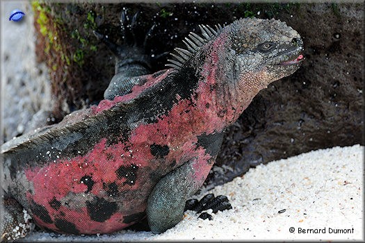 (Española, Gardner Bay) Marine iguana