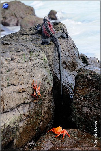 (Española, Gardner Bay) Marine iguana and red crabs