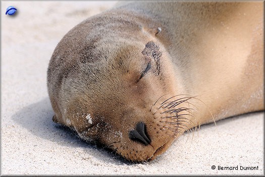 (Española, Gardner Bay) Sea lion