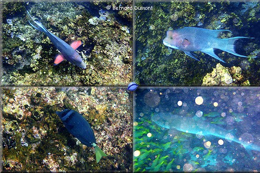 (Española) Submarine fauna