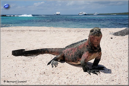 (Española, Punta Suárez) Marine iguana
