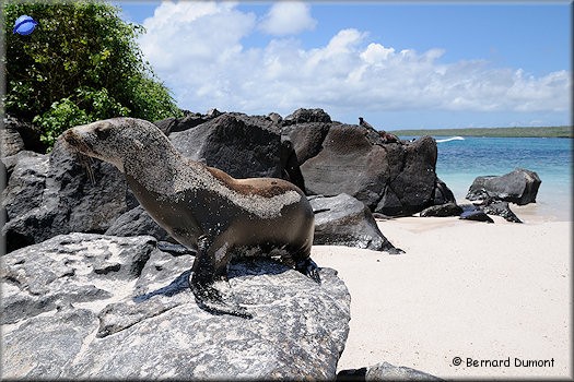 (Española, Punta Suárez) Sea lion