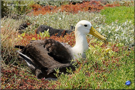 (Española, Punta Suárez) Waved albatross (Phoebastria irrorata)