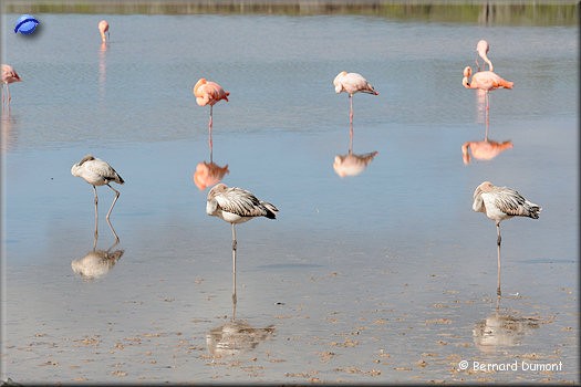(Floreana, Punta Cormorant) Flamingos