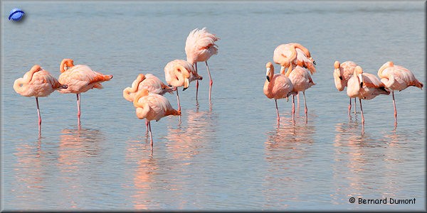 (Floreana, Punta Cormorant) Flamingos