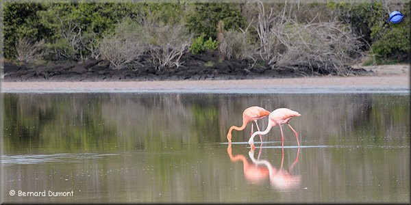 (Floreana, Punta Cormorant) Flamingos