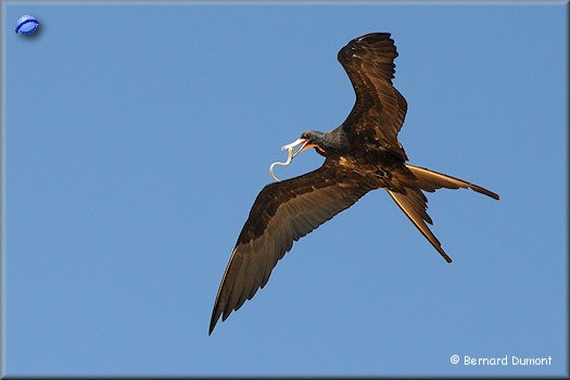 (Floreana, Punta Cormorant) Frigatebird