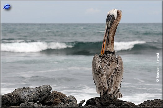 (Santa Cruz, Tortuga Bay) Pelican