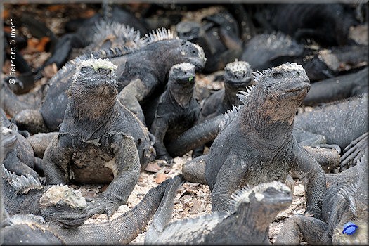 (Santa Cruz, Tortuga Bay) Marine iguanas