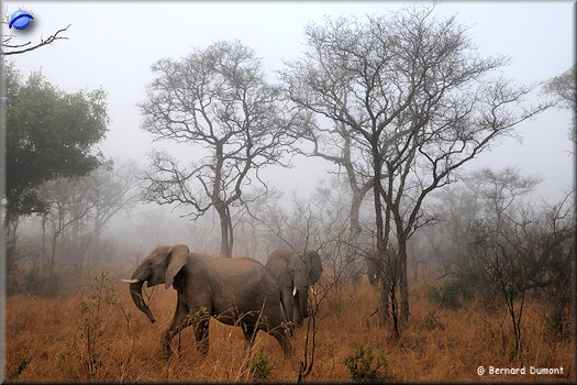 Kruger National Park, elephants in the midst